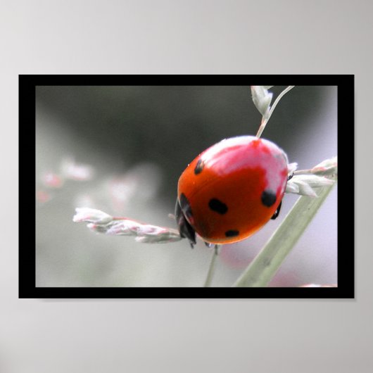 Ladybug Poster (Vorne)