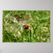Ladybug Poster (Vorne)