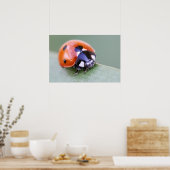 Ladybug Poster (Küche)