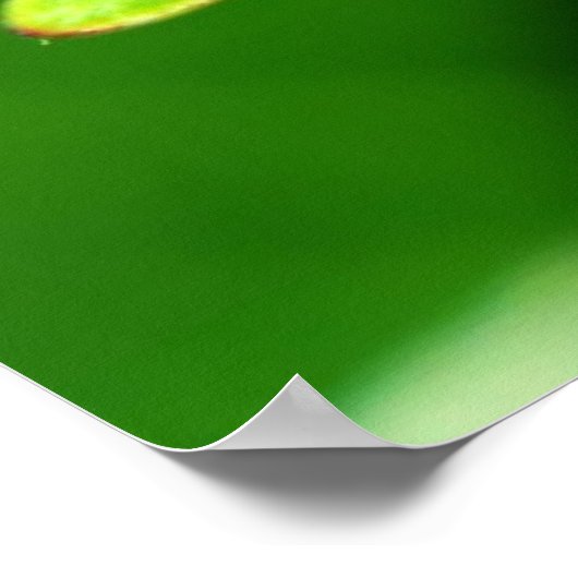 Ladybug Poster (Ecke)