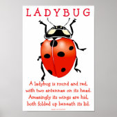 Ladybug Poster (Vorne)