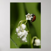 Ladybug Poster (Vorne)