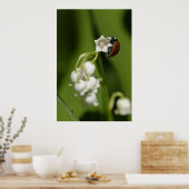 Ladybug Poster (Küche)