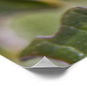 Ladybug Poster (Ecke)