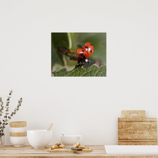 Ladybug Poster (Küche)