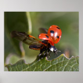 Ladybug Poster (Vorne)