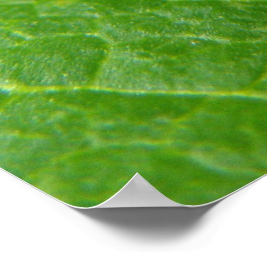 Ladybug Poster (Ecke)