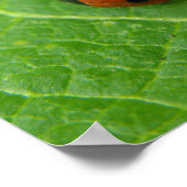 Ladybug Poster (Ecke)