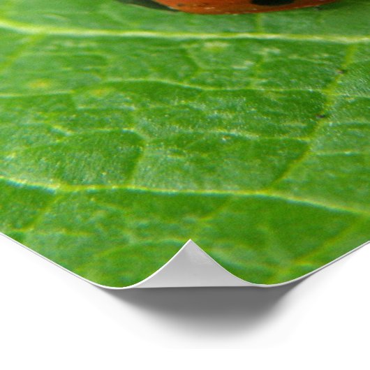 Ladybug Poster (Ecke)