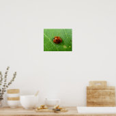 Ladybug Poster (Küche)