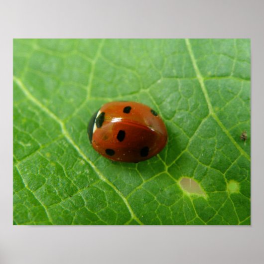Ladybug Poster (Vorne)