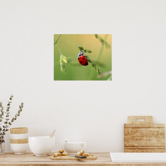 Ladybug Poster (Küche)