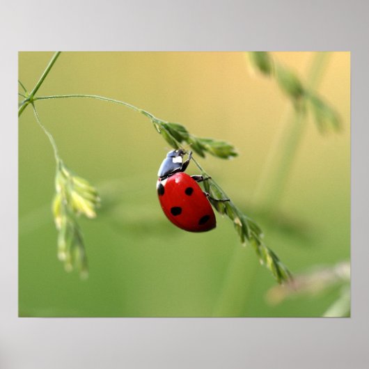 Ladybug Poster (Vorne)