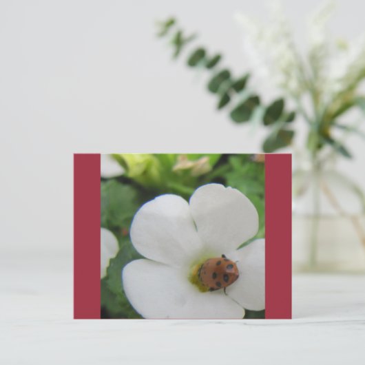 Ladybug Postkarte (Stehend Vorderseite)