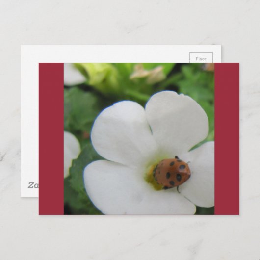 Ladybug Postkarte (Vorne/Hinten)