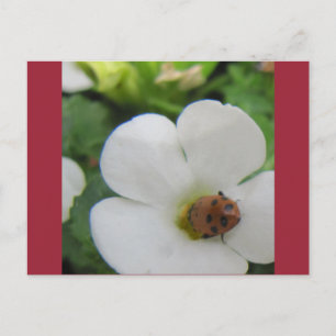 Ladybug Postkarte