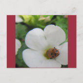 Ladybug Postkarte (Vorderseite)