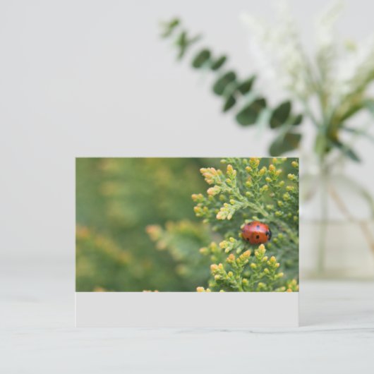Ladybug Postkarte (Stehend Vorderseite)