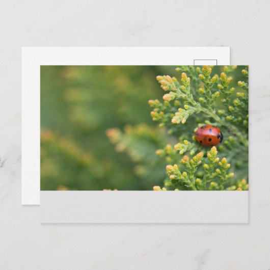 Ladybug Postkarte (Vorne/Hinten)