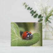 Ladybug Postkarte (Stehend Vorderseite)