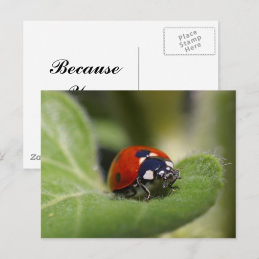 Ladybug Postkarte (Vorne/Hinten)