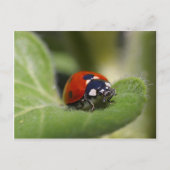 Ladybug Postkarte (Vorderseite)