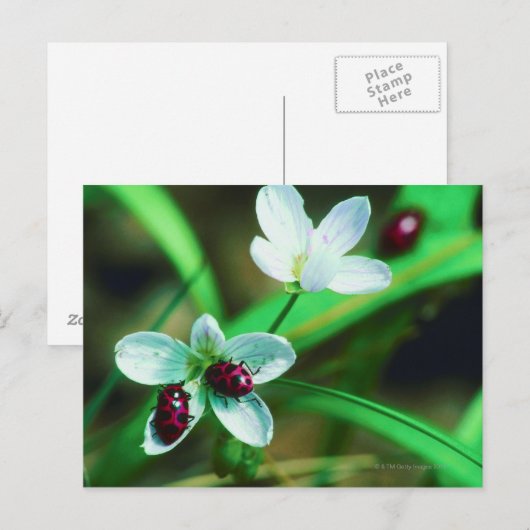 Ladybug Postkarte (Vorne/Hinten)