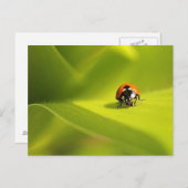Ladybug Postkarte (Vorne/Hinten)