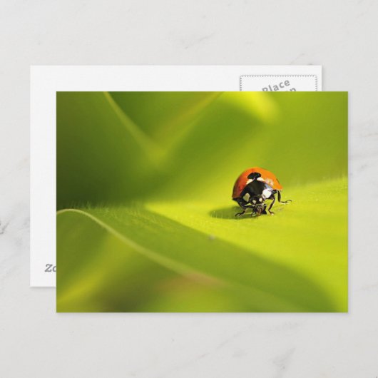 Ladybug Postkarte (Vorne/Hinten)