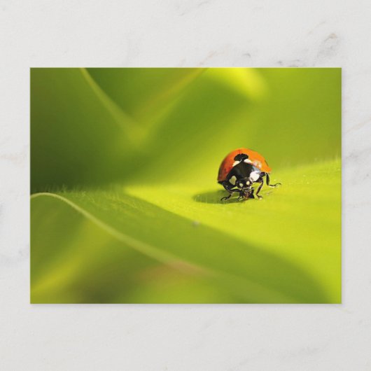 Ladybug Postkarte (Vorderseite)