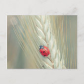 Ladybug Postkarte (Vorderseite)
