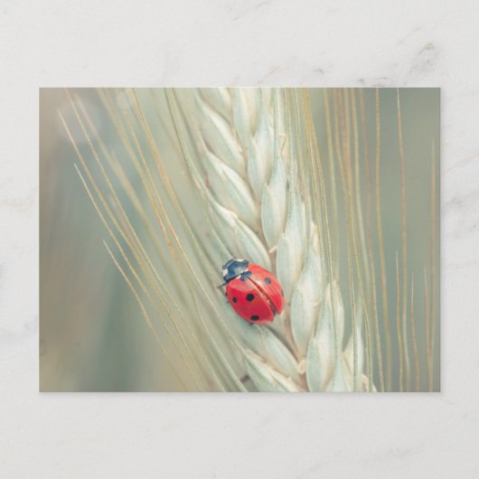 Ladybug Postkarte (Vorderseite)
