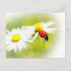 Ladybug Postkarte