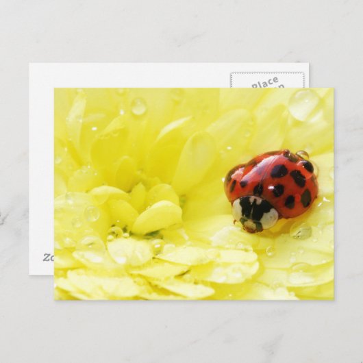 Ladybug Postkarte (Vorne/Hinten)