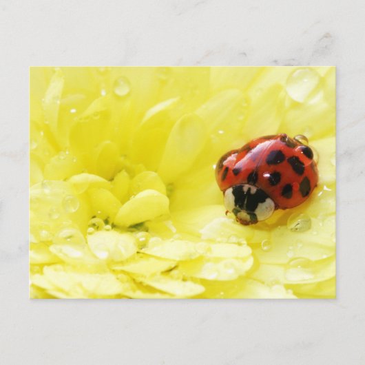 Ladybug Postkarte (Vorderseite)
