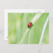 Ladybug Postkarte (Vorne/Hinten)