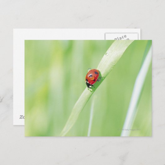 Ladybug Postkarte (Vorne/Hinten)