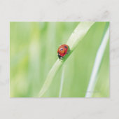 Ladybug Postkarte (Vorderseite)