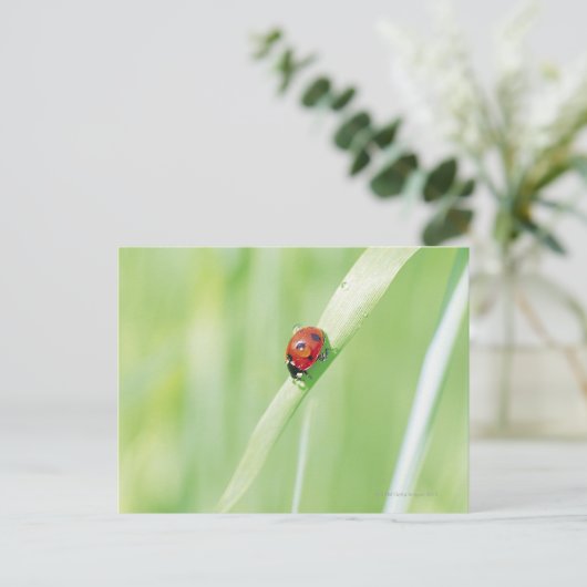 Ladybug Postkarte (Stehend Vorderseite)