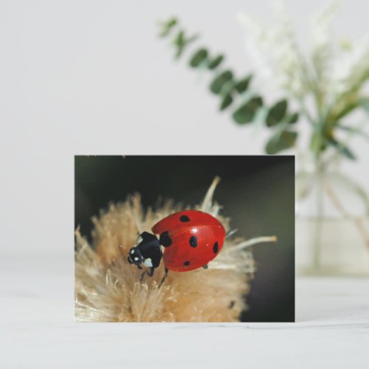 Ladybug Postkarte (Stehend Vorderseite)