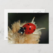 Ladybug Postkarte (Vorne/Hinten)