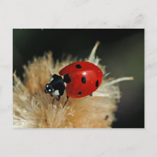 Ladybug Postkarte
