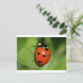 Ladybug Postkarte (Stehend Vorderseite)