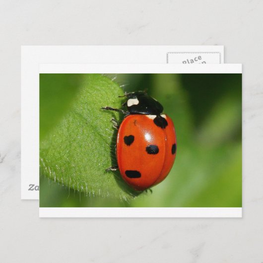 Ladybug Postkarte (Vorne/Hinten)