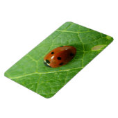 Ladybug Premium Magnet (Linke Seite)