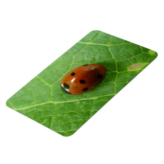 Ladybug Premium Magnet (Linke Seite)