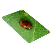 Ladybug Premium Magnet (Rechte Seite)