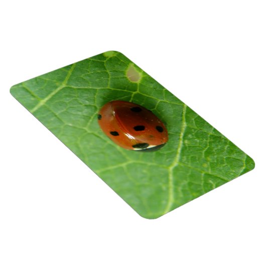 Ladybug Premium Magnet (Rechte Seite)