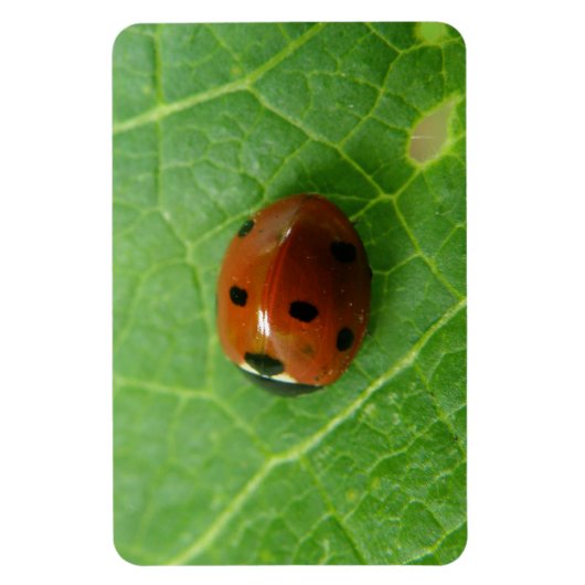 Ladybug Premium Magnet (Vertikal)