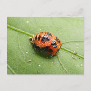 Ladybug Pupa ~ postcard Postkarte